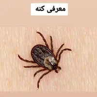 سمپاشی تضمینی موریانه(ریشمیز)ساس سوسک موش کنه|خدمات نظافت|شیراز, فرهنگ شهر|دیوار