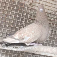 کبوتر هندی نر درشت