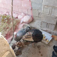 فروش بوقلمون|حیوانات مزرعه|دهدشت, |دیوار