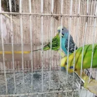 کوتوله مرغ عشق فنچ|پرنده|گلبهار, شهر جدید گلبهار|دیوار