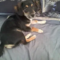 توله|سگ|کرج, فاز ۴ مهرشهر|دیوار