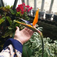 انواع گل درگلخانه سامبران موجوده