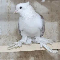 کفتر پرپا کاکلی