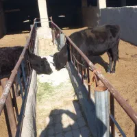 گاو گوساله|حیوانات مزرعه|قم, سالاریه|دیوار