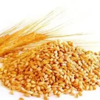 بذر گندم اصلاح شده