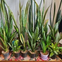 سانسوریا و افوربیا