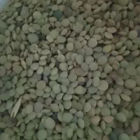 عدس تازه