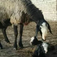مجـ.ـ.ـموعه  گوسفند چنـ.ــد قلوزا  بره   yteori