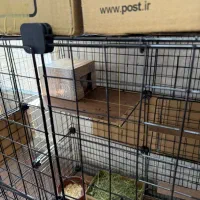 چینچیلا|لوازم جانبی حیوانات|تهران, صادقیه|دیوار