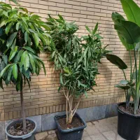 پیله موا، بنجامین امستل کینگ