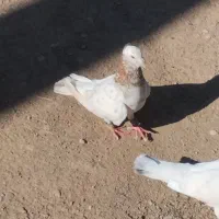 کبوتر