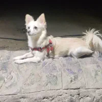 واگذاری رایگان