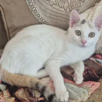 گربه بالدار با دم روباهی