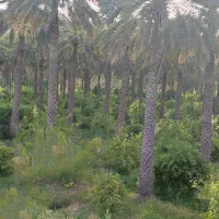 فروش 6000 متر باغ بعد از بیمارستان پیمانیه