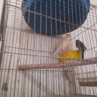 قناری|پرنده|میناب, |دیوار