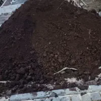 کود گوسفندی سیاه چند ساله