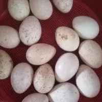 فروش تخم بوقلمون نطفه دار