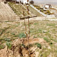 زمین۱۰۰۳متری باغ نگین دماوند هاشمک