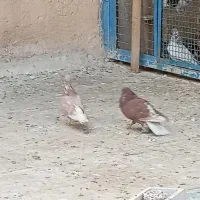 نر و ماده عالی همه چی تموم|پرنده|پاکدشت, حصار امیر|دیوار