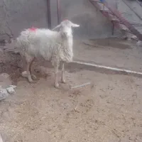 میش کیلویی ۲۲۰ هزار