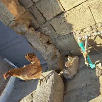 مرغ با ۵ جوجه ۲۰روزه سالم سر حال