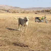 سگ ماده پژدر|سگ|چالدران, |دیوار