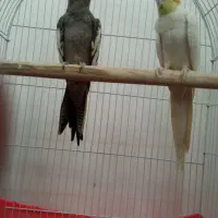 عروس هلندی نرو ماده مولد با قفس|پرنده|قرچک, میرزائی شمالی|دیوار