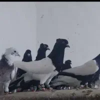 کبوتر کله و سینه. به شرط|پرنده|دره شهر, |دیوار