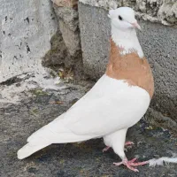 نر ماده طوقی