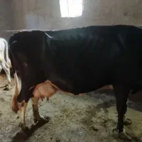با سلام فروش یک راس گاو شیری