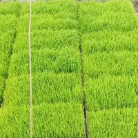 توم نشا هاشمی درجه یک پدر بابای