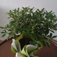 گل بنسای|گل و گیاه طبیعی|رشت, فرزانه|دیوار