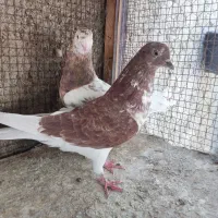 نر سرور و ماده گرگی