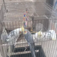 ۵عدد عروس هلندی نر و ماده،یکساله