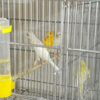 فروش قناری نر