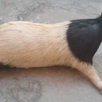 خیگ یا حضول