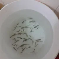 ماهی گوپی سایز گاوی نرو ماده سالم و مرتب شکم پر