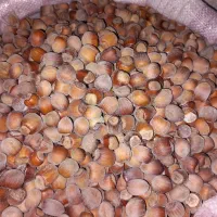 فندق درجه یک جنگلی