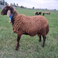نر افشار تخمی