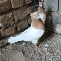 کفتر،نرماده آس