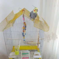 عروس هلندی سخنگو