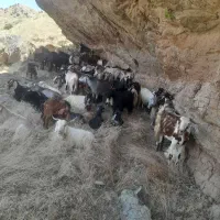 ۵۰تابز ۵۰تا بزغاله