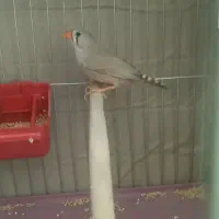 جفت فنچ|پرنده|سراوان, |دیوار