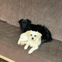 فروش سگ نژاد دار خانگی