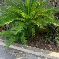 سیکاس بزرگ مولد.خودتون قیمت بزارید رو سیکاس