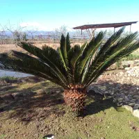 گل سیکاس ۵ ساله