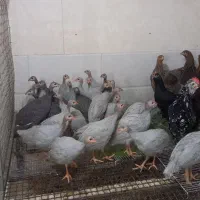 بوقلمون|حیوانات مزرعه|بندر کنگان, |دیوار