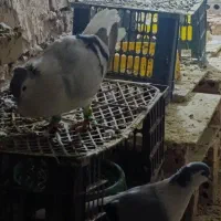 کفتر ساده و طوقی