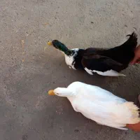 اردک اورگانیک|حیوانات مزرعه|رستم‌آباد, |دیوار