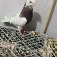 طوقی|پرنده|یاسوج, |دیوار